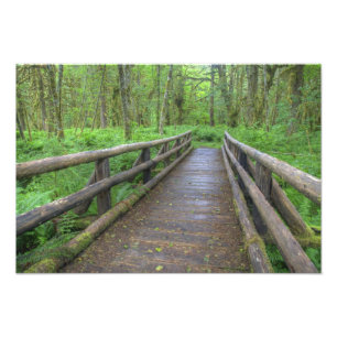 Foto Puente de madera, helechos y pavimentos de la hoja
