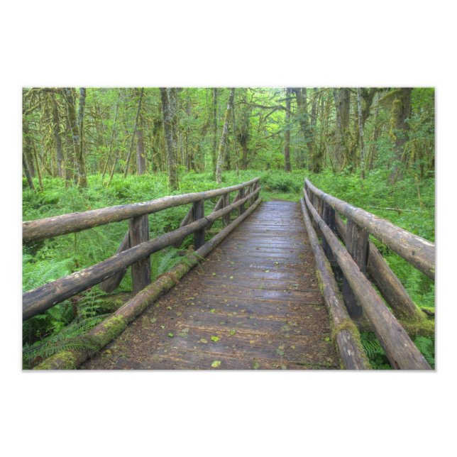 Foto puente de madera Maple Glade trail, helechos y (Frente)