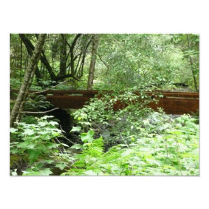 Foto Puente Muir Woods I