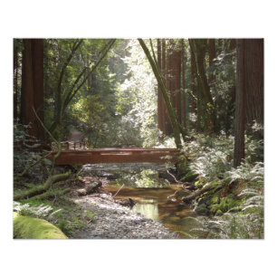 Foto Puente Muir Woods II
