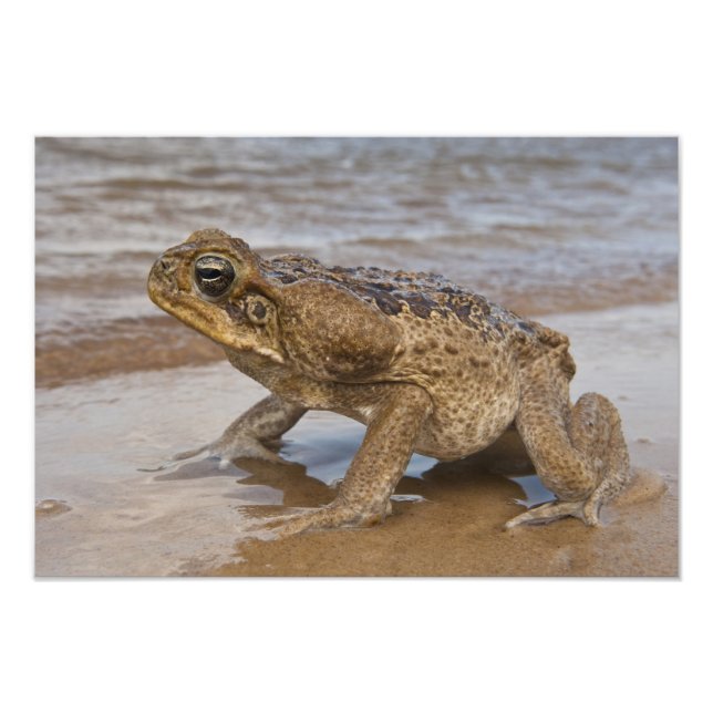Foto puerto deportivo de Cane Toad Rhinella, anteriorme (Frente)