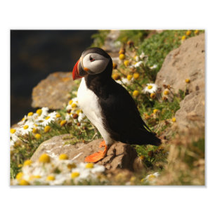 Foto Puffin