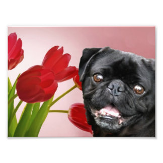 Foto Pug y tulipanes