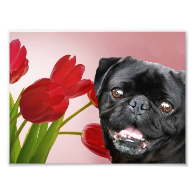 Foto Pug y tulipanes (Frente)