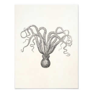 Foto Pulpo Poulpe del vintage ocho pescados armados de