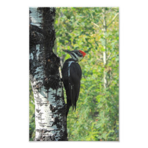 Foto Pulsación de corriente de Pileated