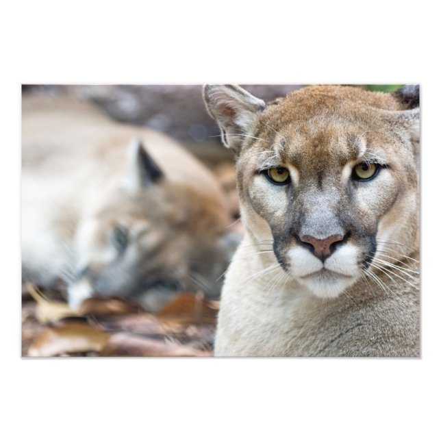 Foto Puma, león de montaña, pantera de Florida, Puma (Frente)