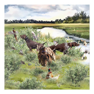 Foto Puntero de Shorthairo alemán