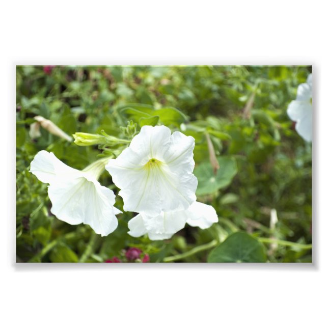 Foto Pureza en brillante (Frente)