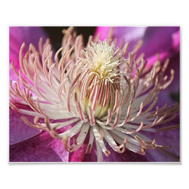 Foto Purple Clematis Closeup (Frente)