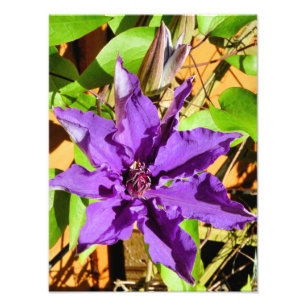 FOTO PURPLE CLEMATIS FLOWER