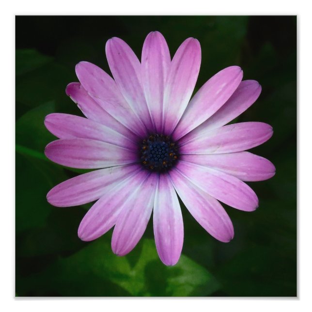 Foto Purple Daisy Photo Wallart (Frente)