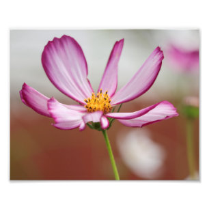 Foto Purple Garden Cosmo Flower Close-up