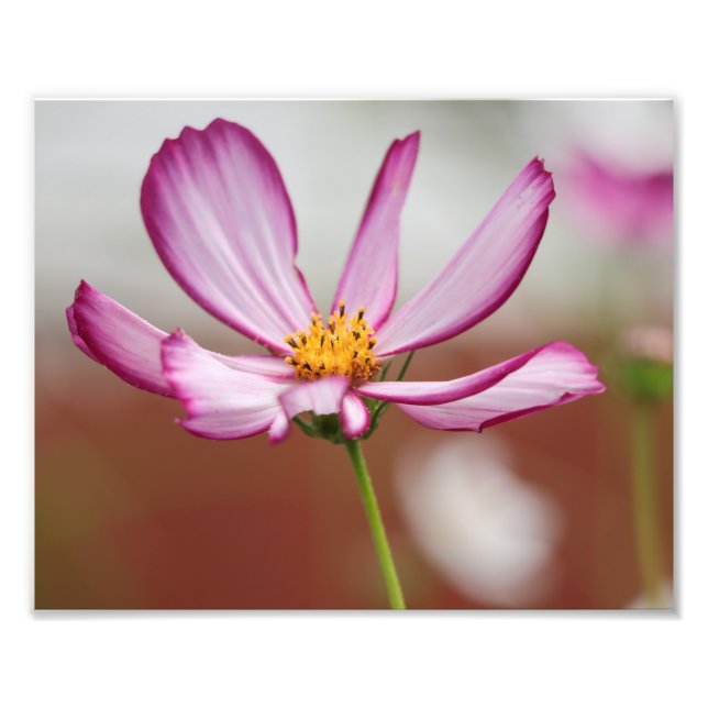 Foto Purple Garden Cosmo Flower Close-up (Frente)