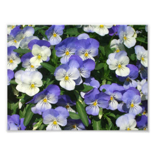 Foto Purple Pansies Garden Floral