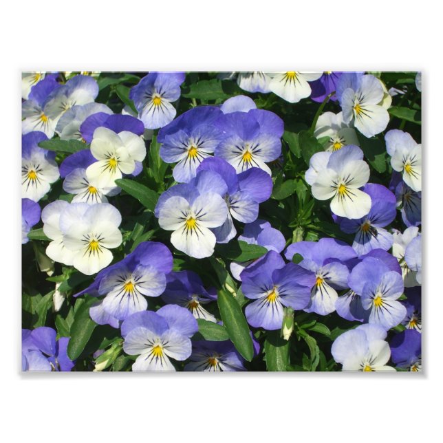 Foto Purple Pansies Garden Floral (Frente)