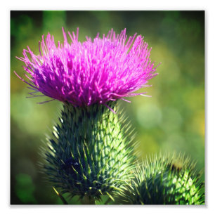 Foto Púrpura Flor de guiño Cerrar 8x8