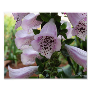 Foto Púrpura Foxglove