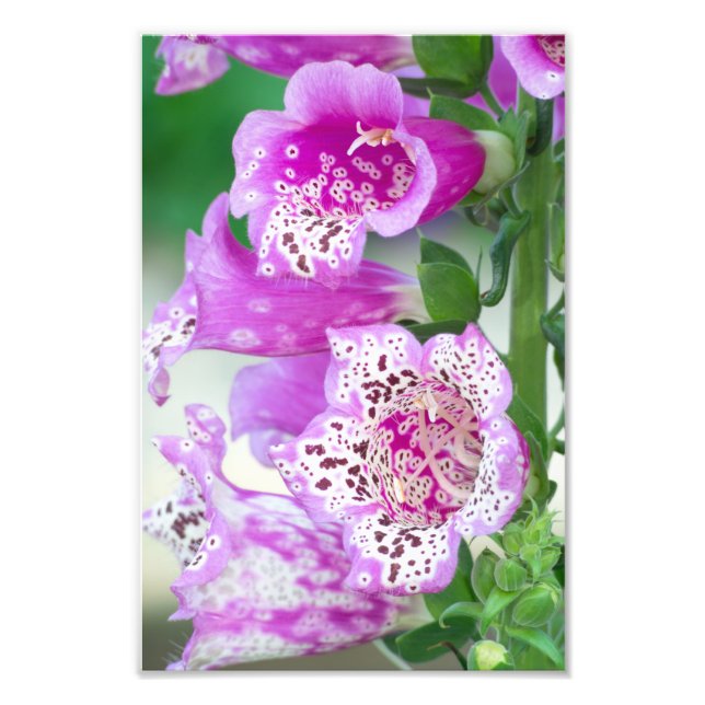 Foto Púrpura Foxglove en pleno florecimiento (Frente)