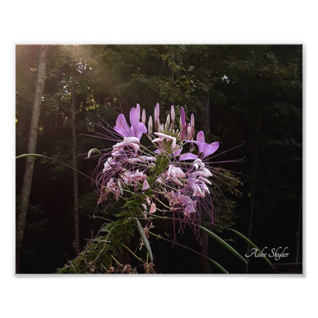 Foto Púrpura latigazos (Frente)