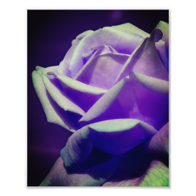 Foto Púrpura Rosebud 8x10 (Frente)