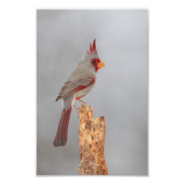 Foto Pyrrhuloxia en una rama (Frente)