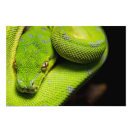 Foto Python de árbol verde, galaxia