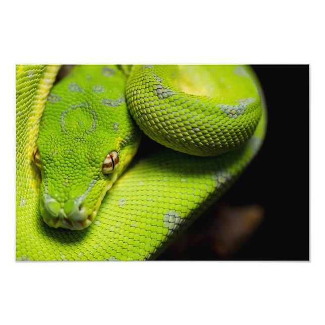 Foto Python de árbol verde, galaxia (Frente)