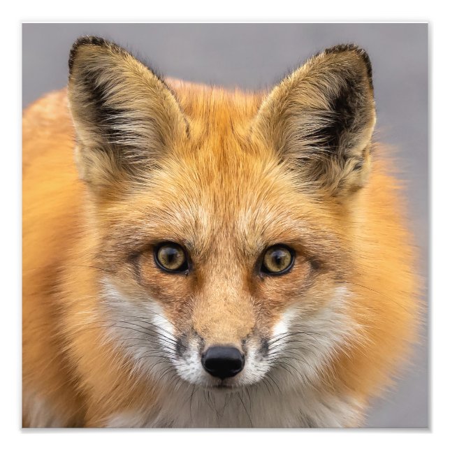 Foto Qué ojos más grandes tienes (Frente)