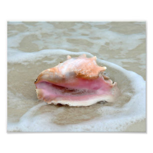 Foto Queen Conch en la playa