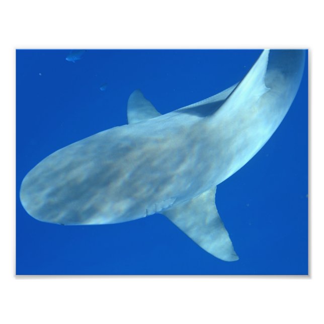 Foto Queenie the Bull Shark - De Júpiter, FL (Frente)