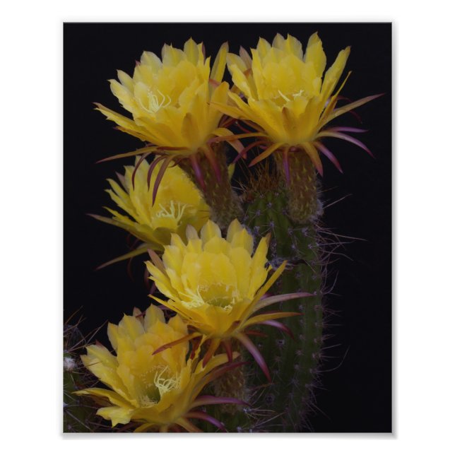 Foto Quintuple de las flores de cactus (Frente)
