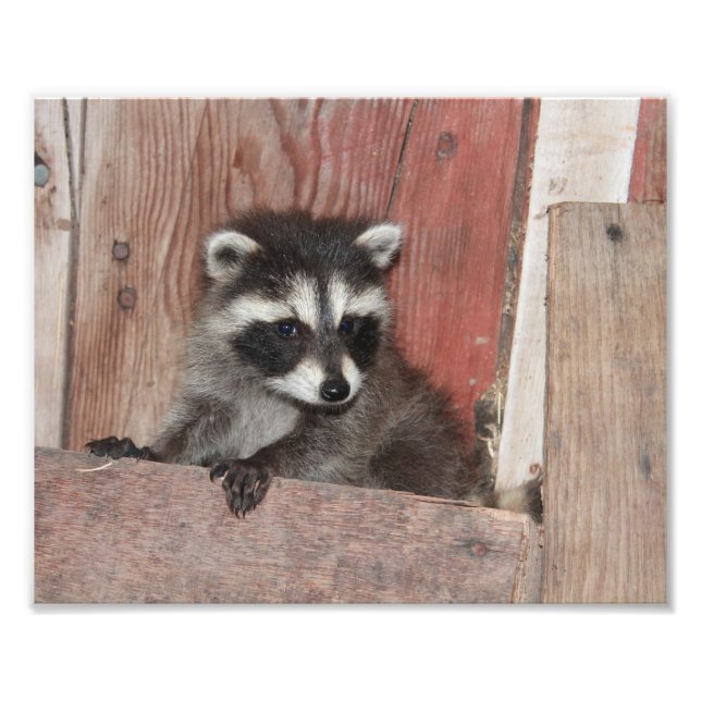 Foto Racconon bebé encontrado en Barn (Frente)