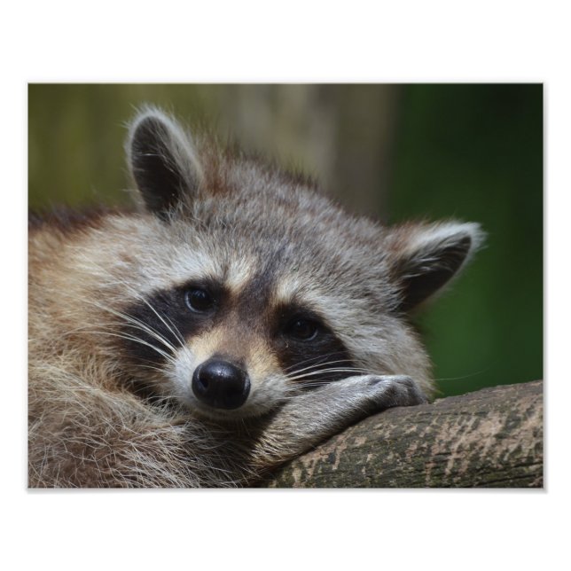 Foto Raccoon (Frente)