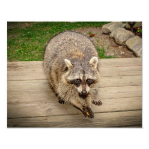 Foto Raccoon con chip