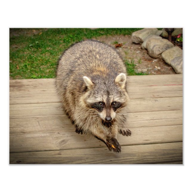 Foto Raccoon con chip (Frente)