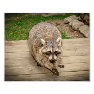 Foto Raccoon con chip