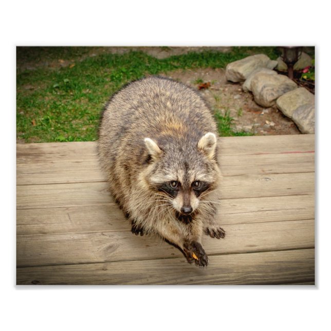 Foto Raccoon con chip (Frente)