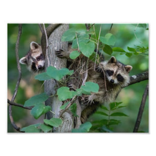 Foto Raccoons de bebé