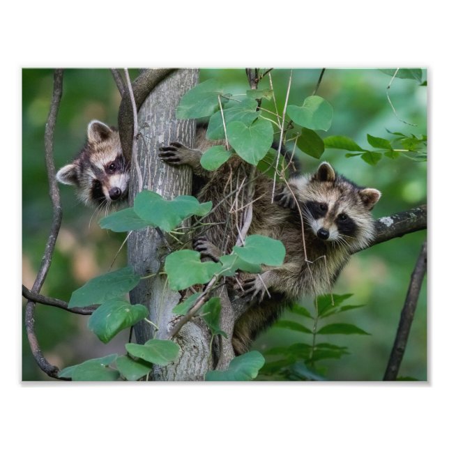 Foto Raccoons de bebé (Frente)