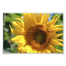 Foto Radiación de girasol