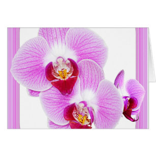 Foto radiante del primer de la orquídea con el