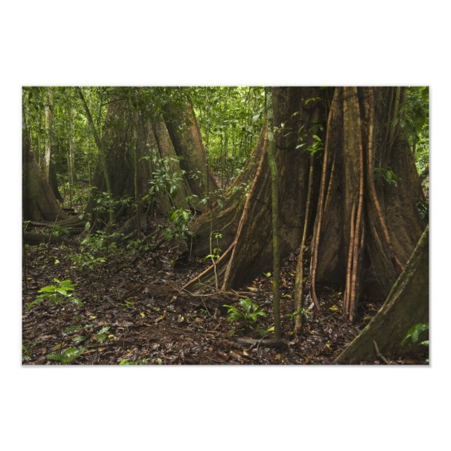 Foto Raíces Contrafuerte. Selva Tropical, Mapari Rupunu (Frente)