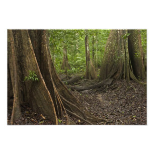Foto Raíces de Contrafuerte. Selva Tropical, Mapari Rup