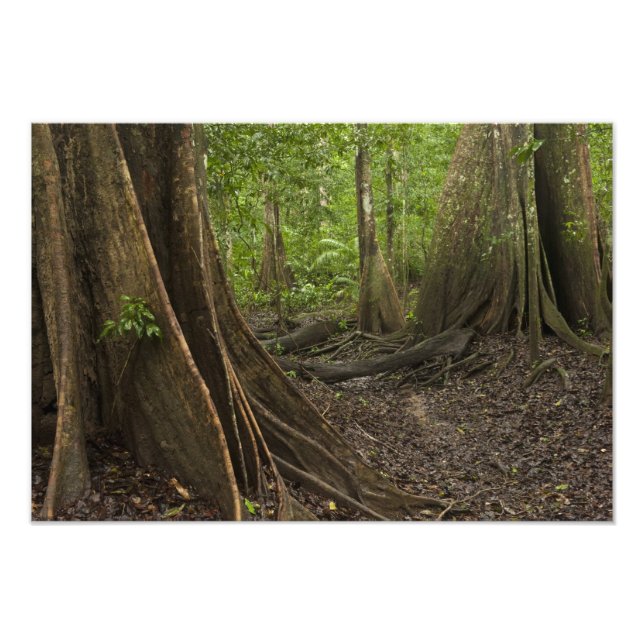 Foto Raíces de Contrafuerte. Selva Tropical, Mapari Rup (Frente)