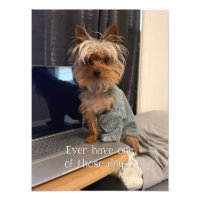 Ralphie el Yorkie de taza de té Uno de esos días