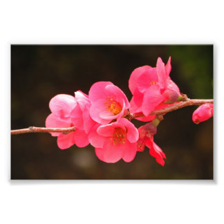 Foto Rama con hermosas flores