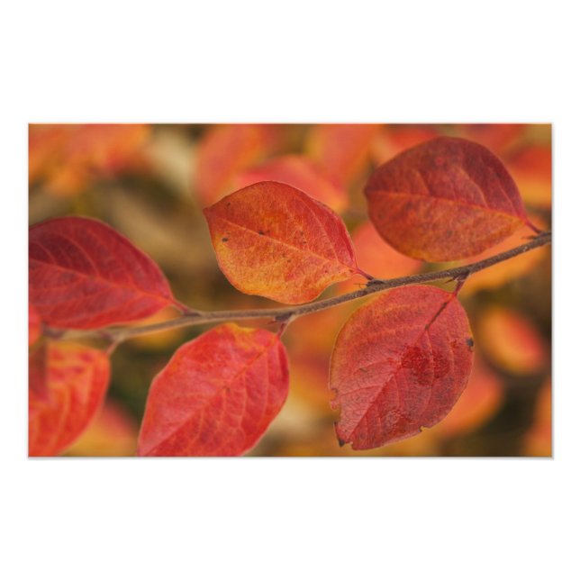 Foto Rama cubierta de hojas de otoño (Frente)