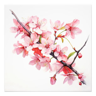 Foto Rama de flor de cerezo