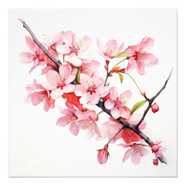 Foto Rama de flor de cerezo (Frente)